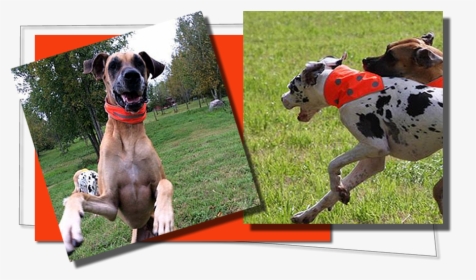 Reflective Dog Vests, Reflective Dog Collars, Reflective - Dog Catches Something, HD Png Download, Free Download