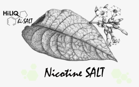 Nicotine Salts Tobacco Leaf, HD Png Download, Free Download