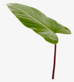 Transparent Philodendron Png - Philodendron Leaf Png, Png Download, Free Download