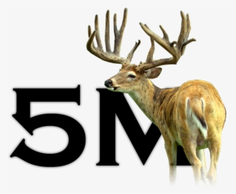 5m Deer For Sale3 - Elk, HD Png Download, Free Download