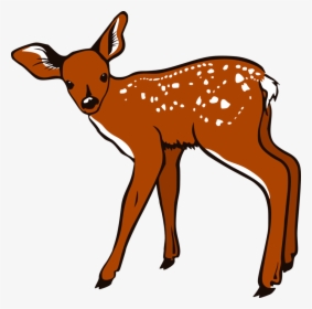 White Tailed Deer Clipart Transparent Background, HD Png Download, Free Download