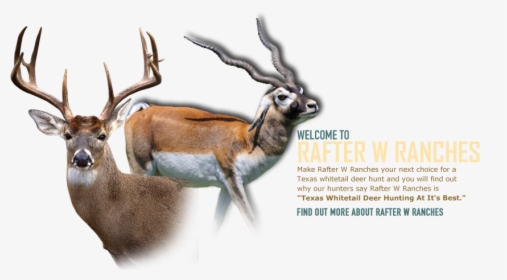 Big Whitetail Deer, HD Png Download, Free Download