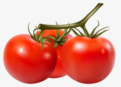Bush-tomato - Tomato Vector Png, Transparent Png, Free Download