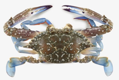 Crabs, HD Png Download, Free Download