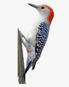 Woodpecker Png Hd - Woodpecker Transparent Background, Png Download, Free Download