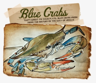 Clip Art Blue Crab Pictures - Blue Claw Crab Signs, HD Png Download, Free Download
