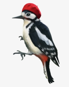 Woodpecker Png - Woodpecker Bird Png, Transparent Png, Free Download