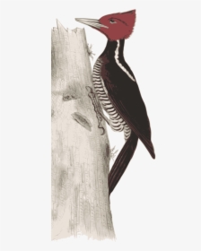 Big Image Png - Woodpecker, Transparent Png, Free Download