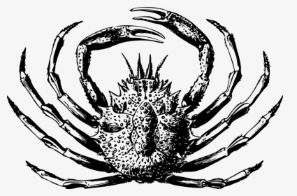 Transparent Blue Crab Png - Artropode Crab, Png Download, Free Download
