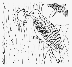 Black Woodpecker Clipart, Vector Clip Art Online, Royalty - Peck Black And White, HD Png Download, Free Download