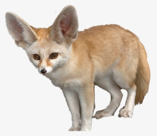 #fennecfox #fennec #animals #fox - Fennec Fox Transparent Background, HD Png Download, Free Download