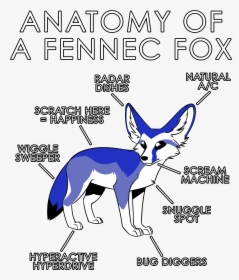 Anatomy Of A Fennec Fox, HD Png Download, Free Download