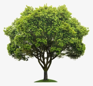 Tree High Resolution, HD Png Download, Free Download