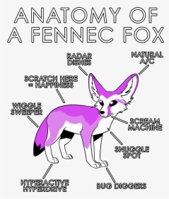 Anatomy Of A Fennec Fox, HD Png Download, Free Download