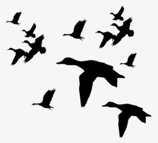 Duck Flying Silhouette - Flying Ducks Silhouette Png, Transparent Png, Free Download