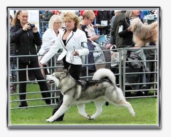 Norwegian Elkhound, HD Png Download, Free Download