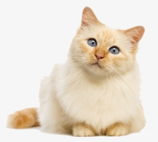 Cute Cat No Background, HD Png Download, Free Download