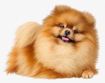 Pomeranian Png Page - Pomeranian It Chapter 2, Transparent Png, Free Download