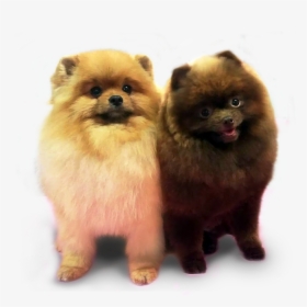 Pomeranian , Png Download - Pomerániai Törpe Spicc, Transparent Png, Free Download