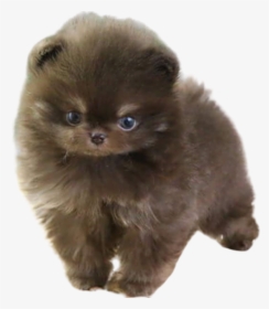 Chocolate Pomeranian For Sale - Pomeranian, HD Png Download, Free Download