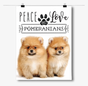 Peace Love And Pomeranians - Dog Is Right For Me, HD Png Download, Free Download