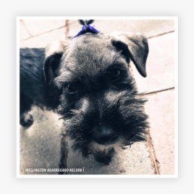 Miniature Schnauzer, HD Png Download, Free Download