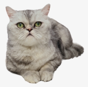 Cat Png - Animals With Transparent Background, Png Download, Free Download