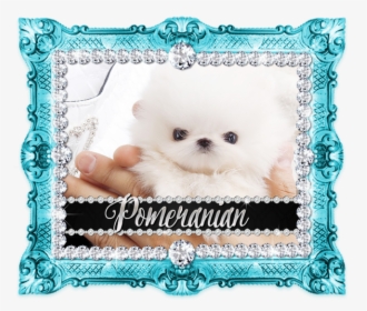 Pomeranian, HD Png Download, Free Download