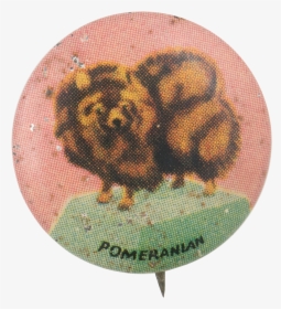 Pomeranian Art Button Museum - Pomeranian, HD Png Download, Free Download