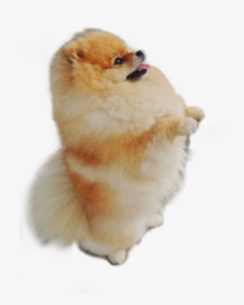 Pomeranian Freetoedit - Pomeranian Transparent, HD Png Download, Free Download