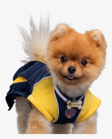 Pup Academy Cheerleader, HD Png Download, Free Download