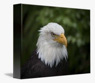 Clip Art Bald Eagle Head - Bald Eagle, HD Png Download, Free Download