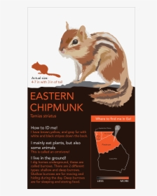 So Depicted Below Are Animals In The Piedmont Region - Organ Mountains Chipmunk, HD Png Download, Free Download