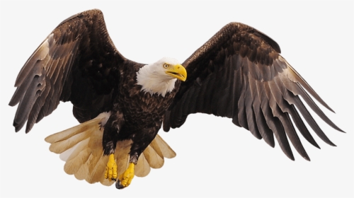 Transparent Bald Eagles Clipart - Roosting Eagle, HD Png Download, Free Download
