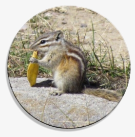 Ground Squirrels, HD Png Download, Free Download
