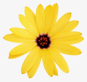 Backgrounds Download To Your Desktop, Margaritas - African Daisy, HD Png Download, Free Download