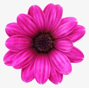 Transparent Margaritas Png - Pink And Fuchsia Flowers, Png Download, Free Download