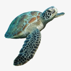 Sea Turtle Transparent Background, HD Png Download, Free Download