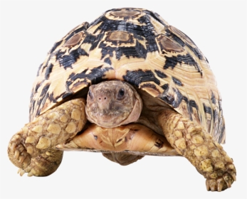 Transparent Tortoise Png - Черепаха Пнг, Png Download, Free Download