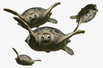 Turtles Flying With No Background - Florida Softshell Turtle, HD Png Download, Free Download