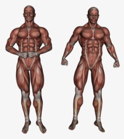 Muscle, Muscular System, Anatomy, Bodybuilding - Human Body Human Tendon And Ligament, HD Png Download, Free Download