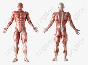 Human Body Human Body Clipart - Muscles Bench Press Work, HD Png Download, Free Download