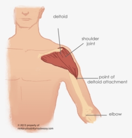 Varicose Vein In Shoulder, HD Png Download, Free Download