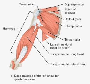 Deep Muscles Of The Left Shoulder, HD Png Download, Free Download