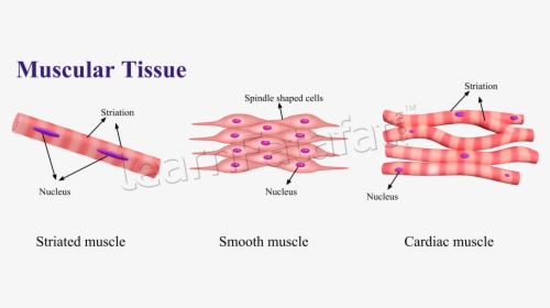Transparent Chapter Clipart - Animal Tissue Diagram Class 9, HD Png Download, Free Download