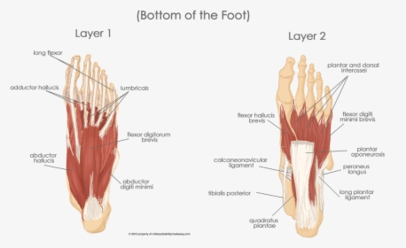 Muscles Sole Of The Foot, HD Png Download, Free Download