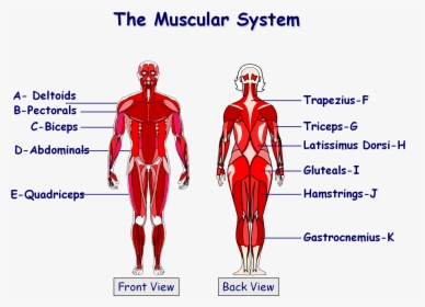 Muscles In The Body Gcse , Png Download - Gcse Pe Muscle Diagram, Transparent Png, Free Download