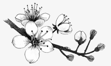 Drawing Japan Vintage - Cherry Blossom Black And White Transparent, HD Png Download, Free Download