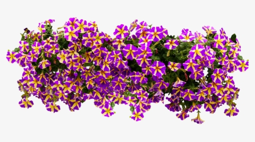 Flowers Nature Blossom Free Photo - Petunia Png, Transparent Png, Free Download