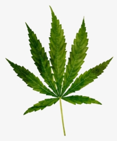 Cannabis Png Free Images - Weed, Transparent Png, Free Download